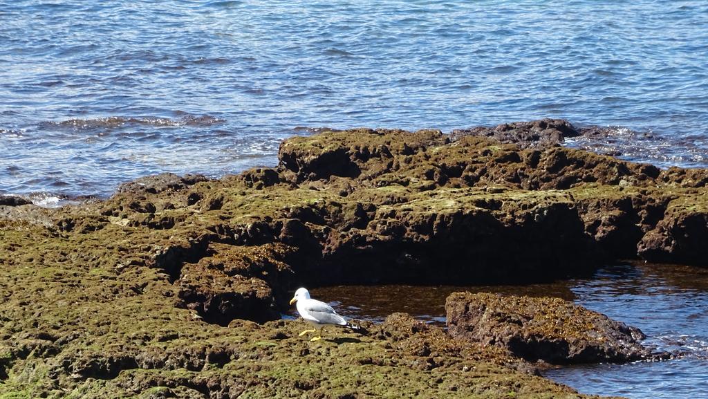 Brisamar Canteras Las Palmas de Gran Canaria Dış mekan fotoğraf